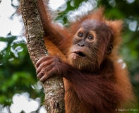 Orang-Oetan close up, Sumatra